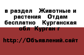  в раздел : Животные и растения » Отдам бесплатно . Курганская обл.,Курган г.